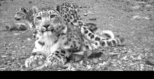 Snow leopard Panthere.org