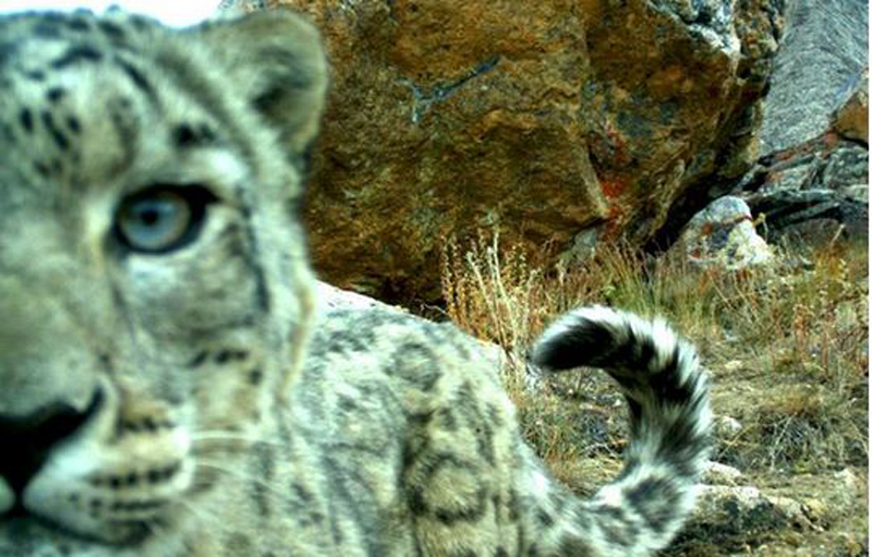 snow-leopard-selfie-the-tiniest-tiger