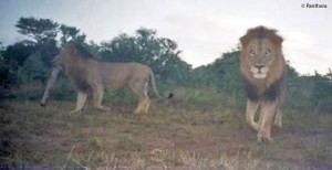 lion camera trap from Panthera