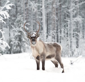 Reindeer in scandinavia