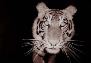 tiger selfie  mongabay.com