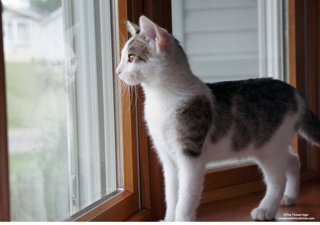 Annie looking out front winddow