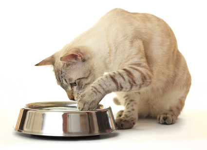 Cat pawing at water dish a big cat instinct