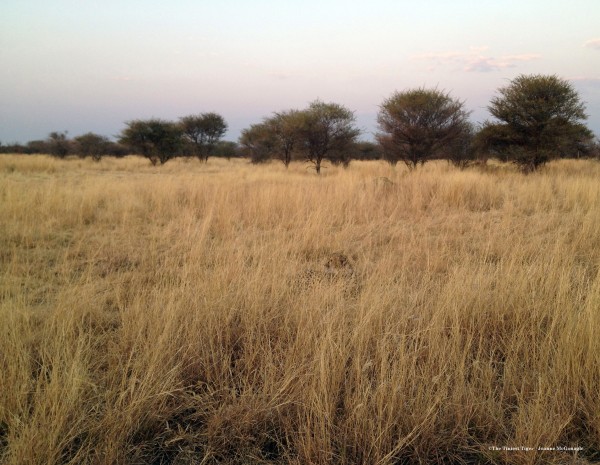 Cheetah in grass photo by Joanne McGonagle