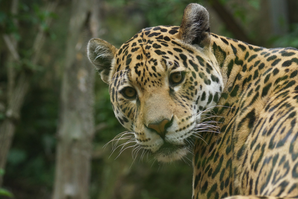 Bobcats, Cougars, Jaguars, Ocelots and the Wall