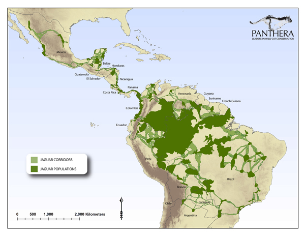 Panthera's Jaguar Corridor Initiative