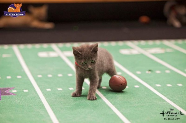 Kitten Bowl gray kitten