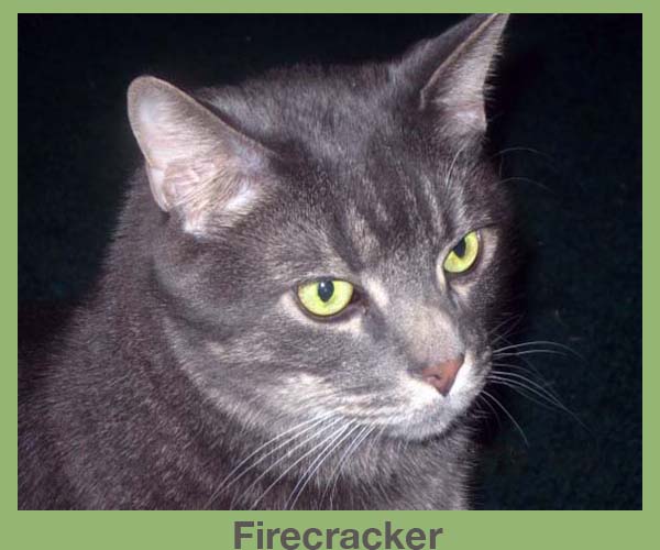 Laura’s Cat Firecracker   Feline Friends Friday