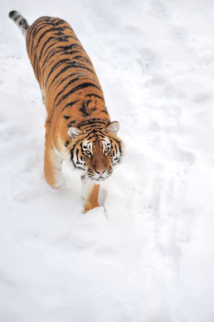 Siberian tiger in snow