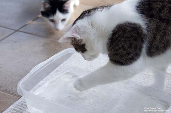 Do Cats Hate Water?