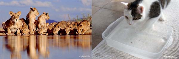 Lions and Little Cats Share Instinct Around Water Hole The Tiniest Tiger