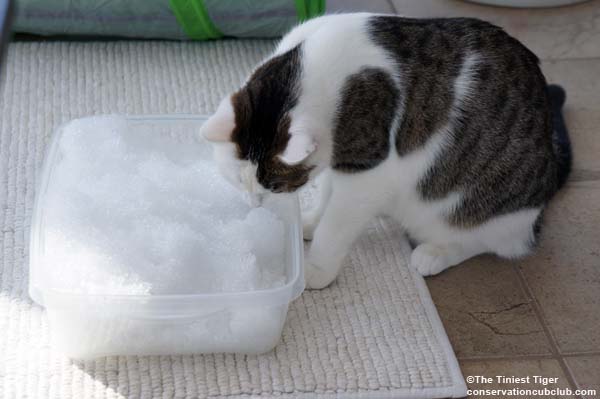 Cats Enjoy Snow and a Sunny Day