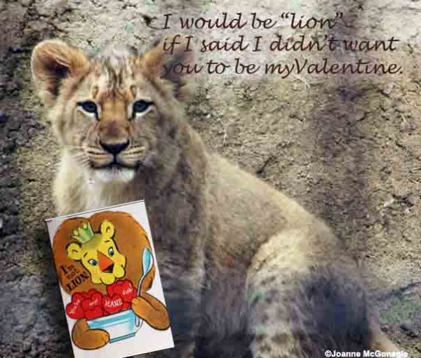 Lion cub Valentine 2014