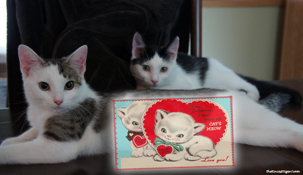 5 Valentines Created by Cats