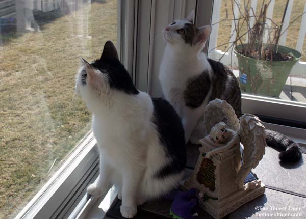 Cats Are Ready To Pounce on Spring!