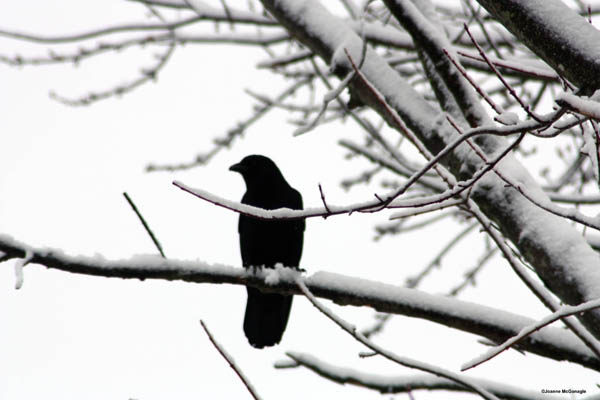 Crow in winter 