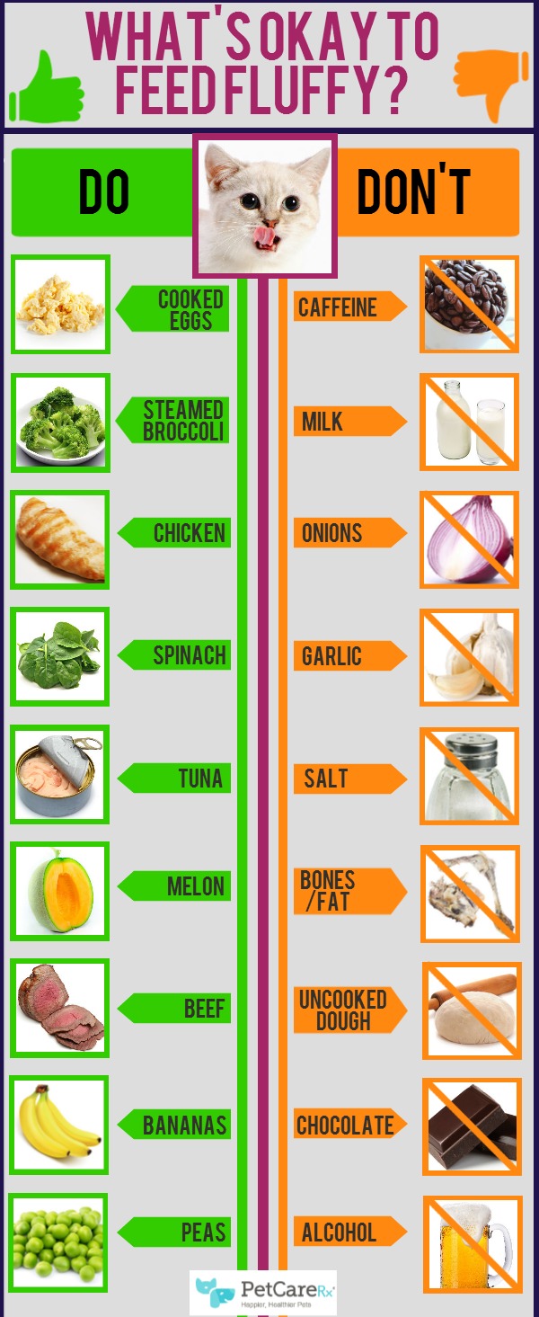 Cat Infographic. Safe Snacks For Cats The Tiniest Tiger