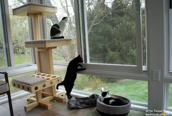 Cats Observe Birds From the Safety of the Great Indoors