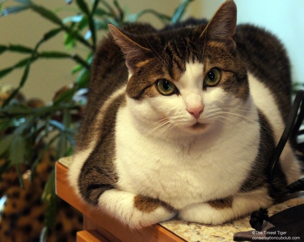 Maggie on desk