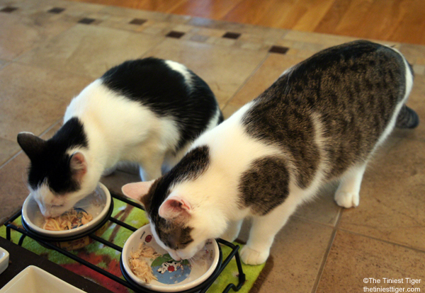 Annie and Eddie eating dinner