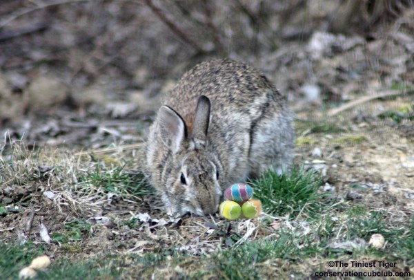 Backyard rabbit with easter eggs