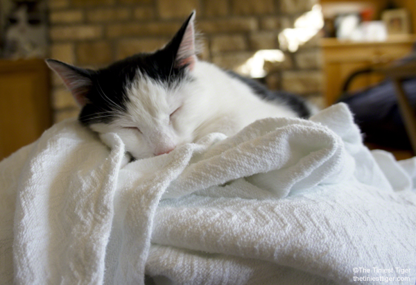 Eddie sleeping on white blanket