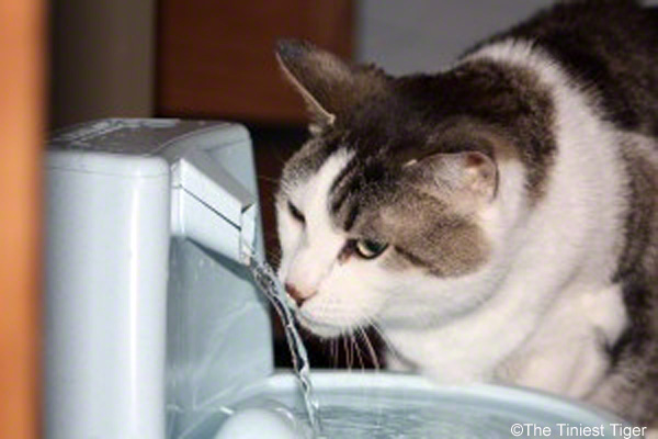 Gracey and water fountain