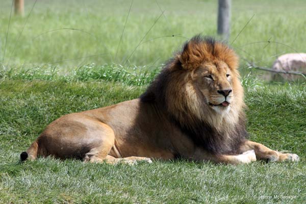 Lion Heart of Africa Columbus Zoo. Allergic to cats?  Probably allergic to big cats too.