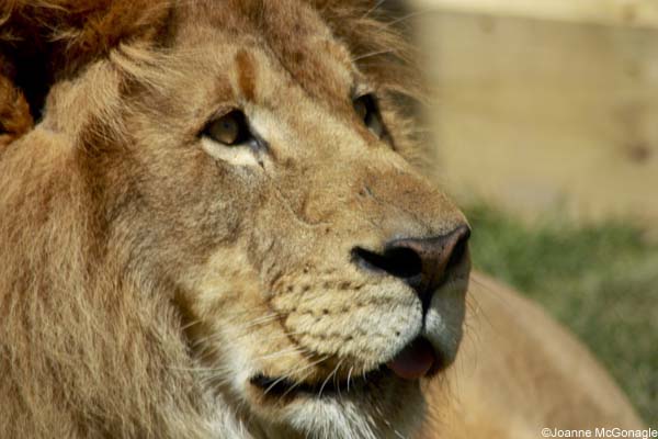 Lion close up Heart of Africa