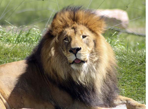 African Lion names for cats