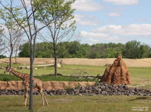 Termite mound and giraffe at Columbus Zoo