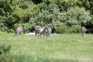 Zebra in the Heart of AFrica