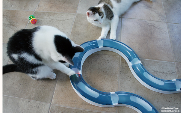 The CatIt Design Senses Super Roller Circuit Cat Toy Giveaway