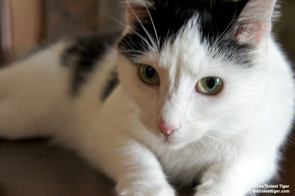 Can You Understand Your Cat’s Purrs?  Listen and See.