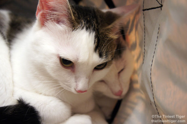 Annie and Eddie ready to go home from vet