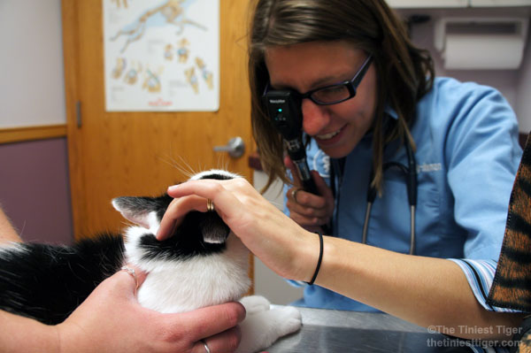 Dr. Alison examianes Eddie at vet