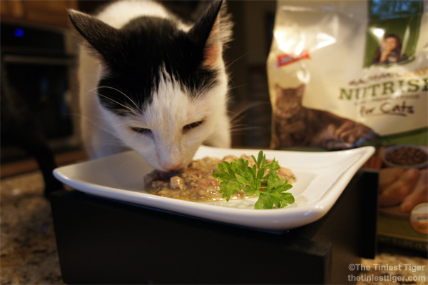 Eddie eating Nutrish Dinner