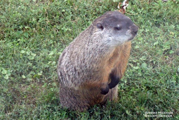 ground hog