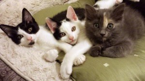 Kitten Associates Kittens