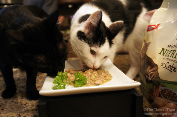 Eddie and MErcy eating Nutrish