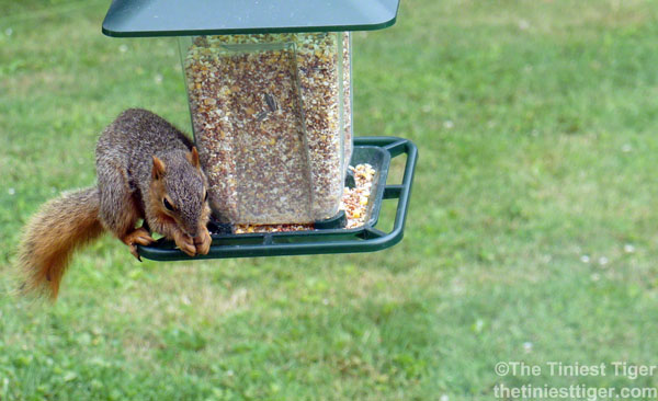 Tractor supply squirrel food sale