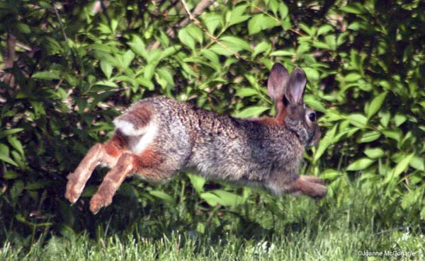 rabbit mid leap
