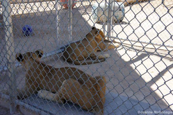 young lions in small cage