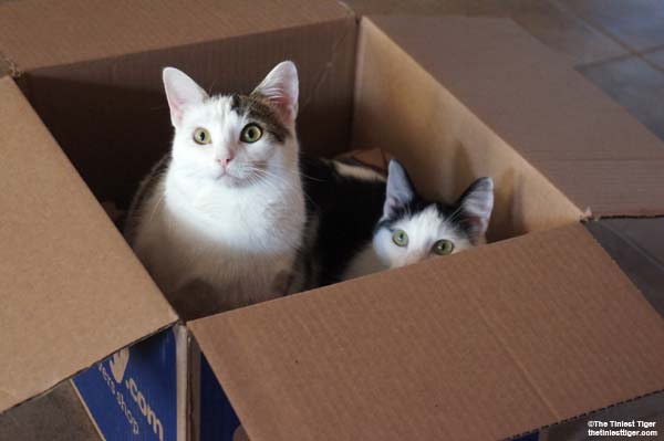 Annie and Eddie in a box