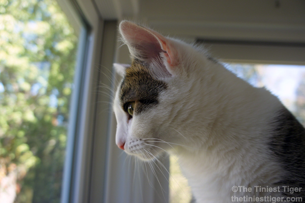 Annie watching birds like Gracey