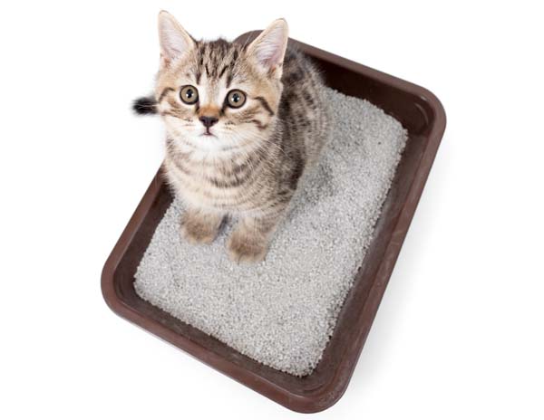 cute kitten in litter pan