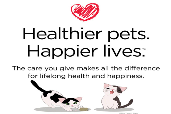 3 Steps to Keep Your Cat Healthy and Happy #GetHealthyHappy