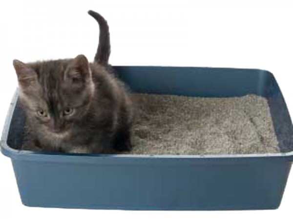 cat in litterbox