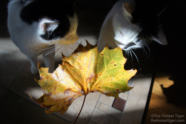 Cats, Coffee and a Big Maple Leaf