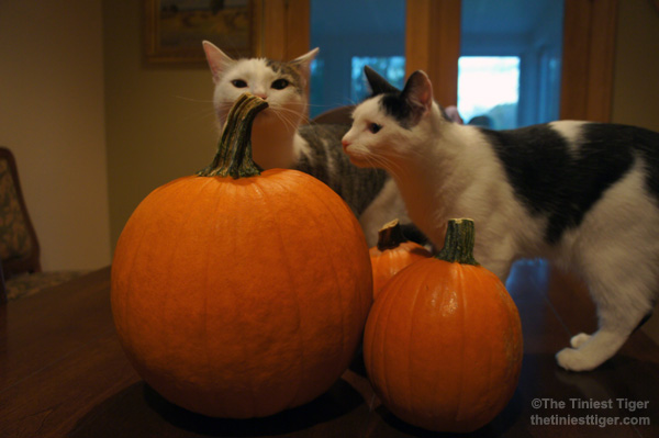 Annie Eddie inspect pumpkins